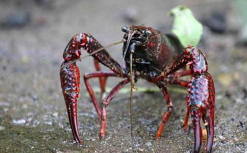 放生生物种类的选择