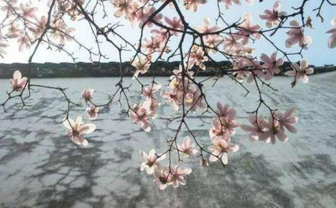 石头与油在水中 各自沉浮