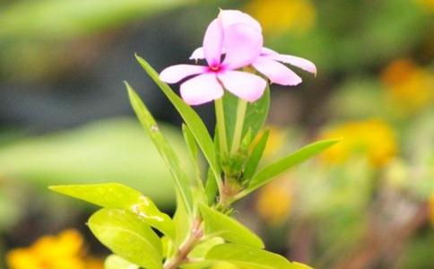 静心看花开花落，从容悠然