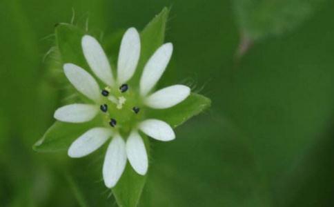 “烦恼即菩提”的真实内涵