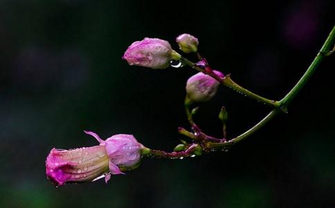 莫待花落 才惜青春