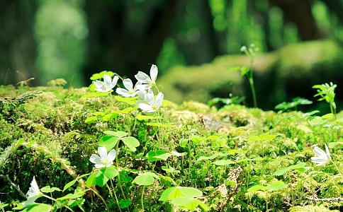 为什么称植物为无情众生？