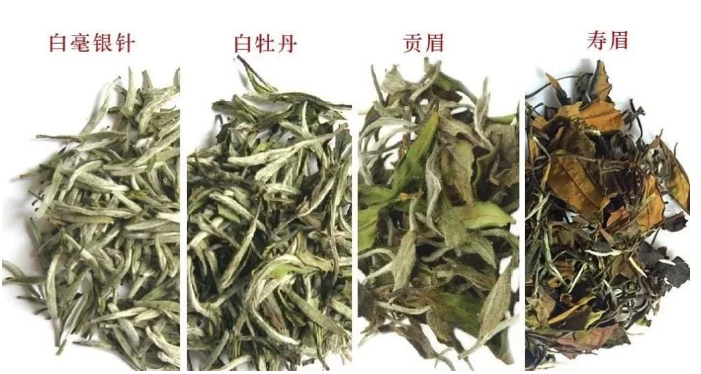 白茶是什么茶？有哪些种类？