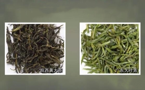 黄茶的分类与品种之广东大叶青、霍山黄大茶