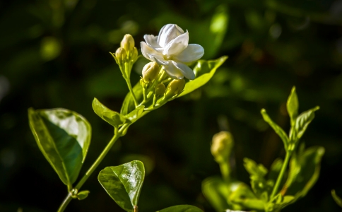 茉莉花茶属于什么茶？有何功效与作用？