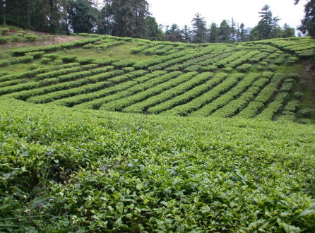 日月潭红茶是什么茶？日月潭红茶的制作工艺