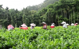 日月潭红茶是什么茶？日月潭红茶的制作工艺