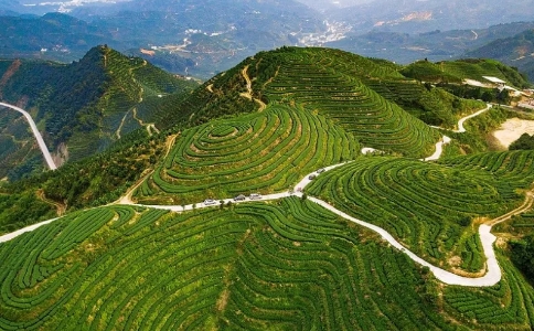 白芽奇兰是什么茶？平和白芽奇兰的特点与制作工艺