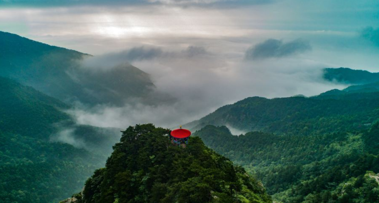 庐山云雾属于什么茶？庐山云雾茶的产地及荣誉