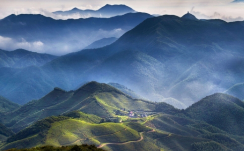 望海茶属于什么茶？宁海望海茶介绍