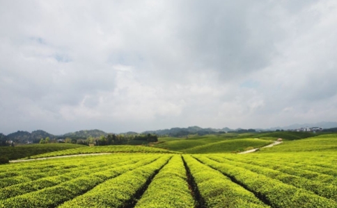 遵义毛峰属于什么茶？遵义毛峰茶的制作过程