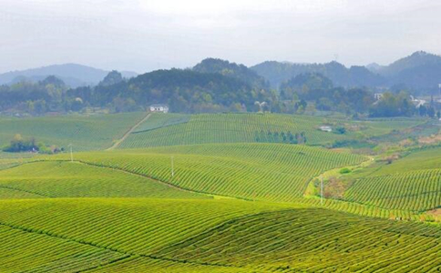 湄潭翠芽是什么茶？湄潭翠芽的特点及来源历史