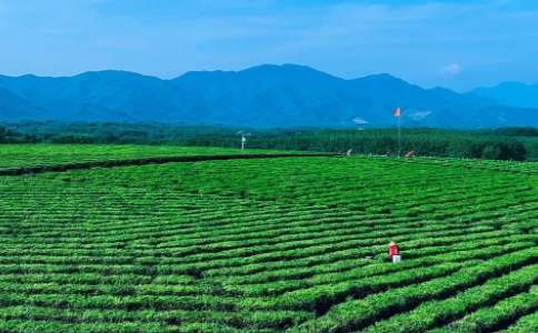 白沙绿茶属于什么茶？海南白沙绿茶的功效