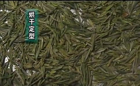 仙人掌茶是什么茶？玉泉仙人掌茶的由来与制作