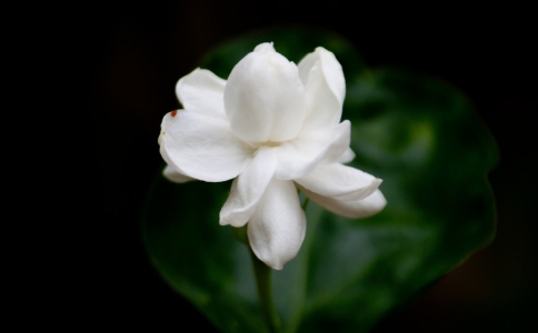 横县茉莉花茶是绿茶吗？横县茉莉花茶介绍