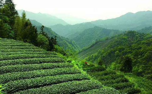 红安眉茶属于什么茶？红安老君眉茶介绍