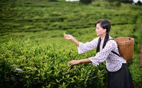 红安眉茶属于什么茶？红安老君眉茶介绍