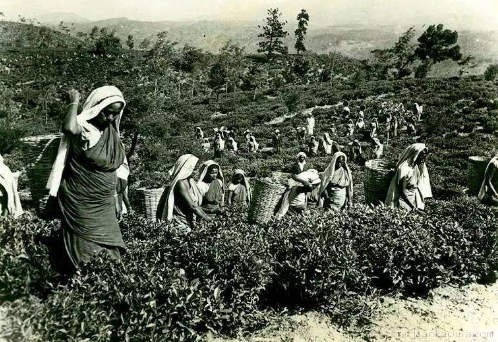 锡兰红茶属于什么茶？斯里兰卡红茶介绍