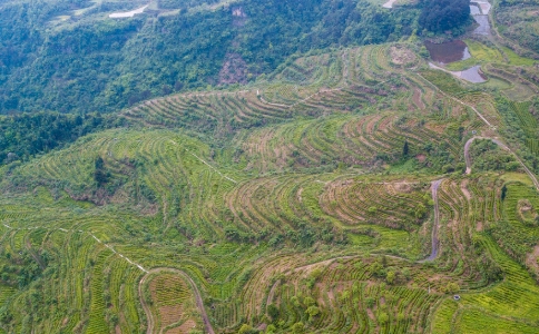 古丈毛尖是什么茶？湘西古丈毛尖茶的产地与特点