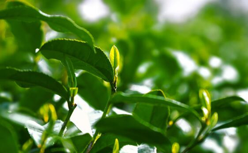 雨花茶属于什么茶？南京雨花茶的由来与特点