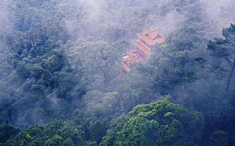 西山茶属于什么茶？桂平西山茶的特点与功效