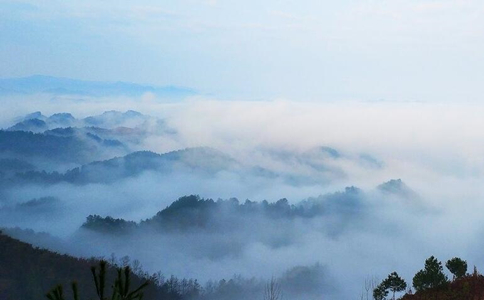 石阡苔茶是什么茶？贵州石阡苔茶的特点及介绍