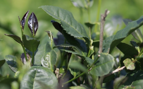 石阡苔茶是什么茶？贵州石阡苔茶的特点及介绍