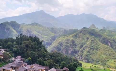 石阡苔茶是什么茶？贵州石阡苔茶的特点及介绍