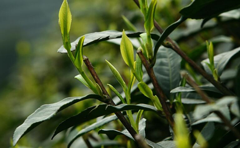 雅安藏茶是什么茶？雅安藏茶的功效与作用