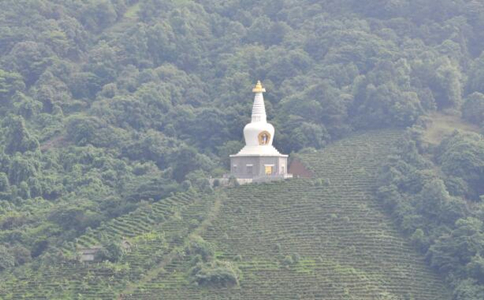 南山白毛茶属于什么茶？产自什么地方？