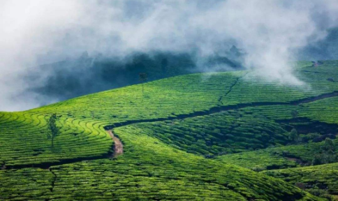 湖北老青茶是什么茶？羊楼洞川字茶的历史