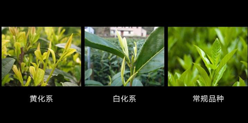 建德苞茶属于什么茶？严州苞茶介绍