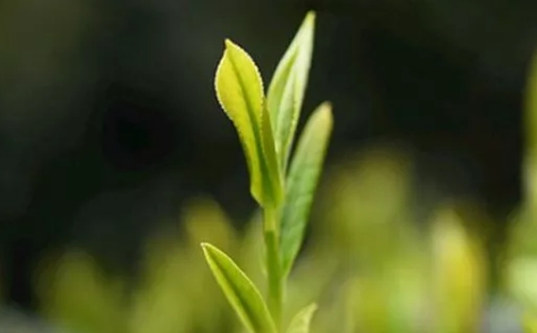 永川秀芽属于什么茶？永川秀芽的特点