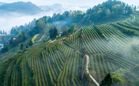 永川秀芽属于什么茶？永川秀芽的特点