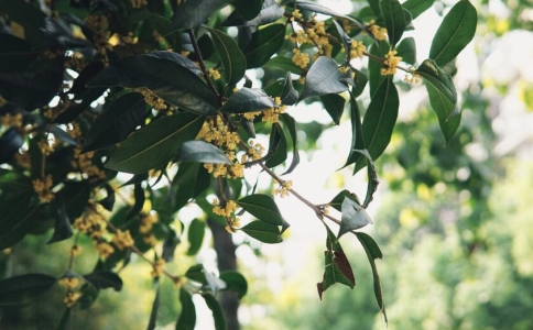 桂花茶属于什么茶？桂花茶的品种