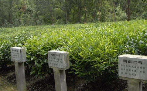 太华茶属于什么茶？徐霞客与太华茶