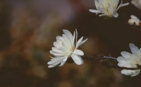 仁德上人：师父的心我心歌