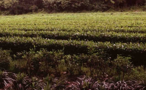 江苏南京什么茶最有名？炒青绿茶雨花茶介绍