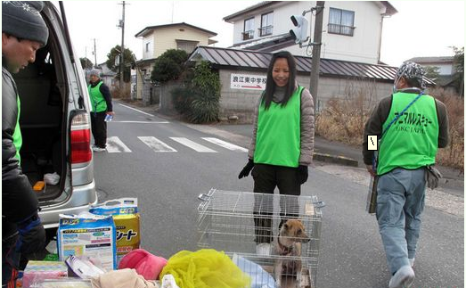 日本保护组织对宠物进入核辐射拯救动物